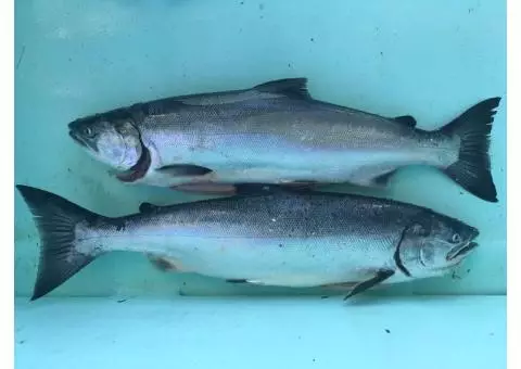 Fresh (troll caught) Beautiful Coho Salmon for sale 3.00 per lb.